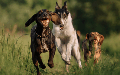 L’importance de l’enrichissement pour le bien-être de votre animal