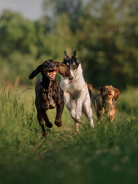 L’importance de l’enrichissement pour le bien-être de votre animal