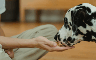 Comment bien choisir l’alimentation de son animal