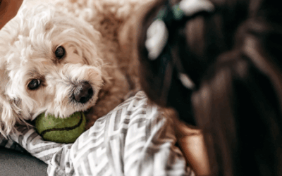 Les bénéfices des routines et de la régularité pour votre animal