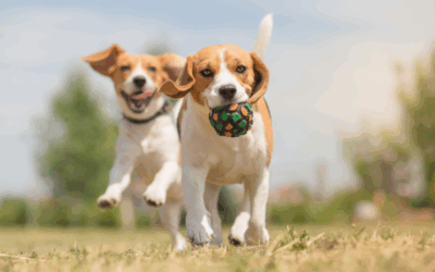 10 activités amusantes pour garder votre chien heureux et en bonne santé