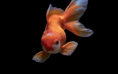 Comment créer un aquarium parfait pour vos poissons : guide complet pour débutants