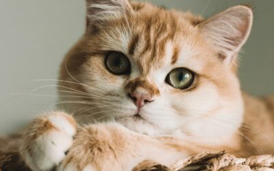 Fontaine à eau pour chat : pourquoi votre félin en a besoin