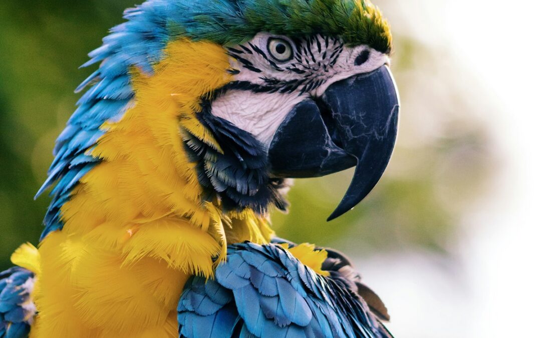Oiseau de jardin sur une branche